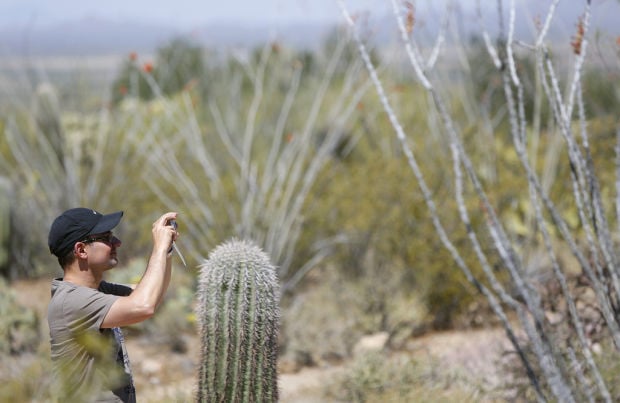 Big guys of cactus realm are blooming